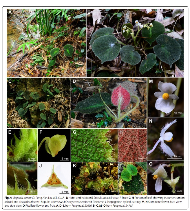 B. aurora
